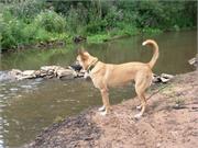 Duffy begutachtet das Wasser